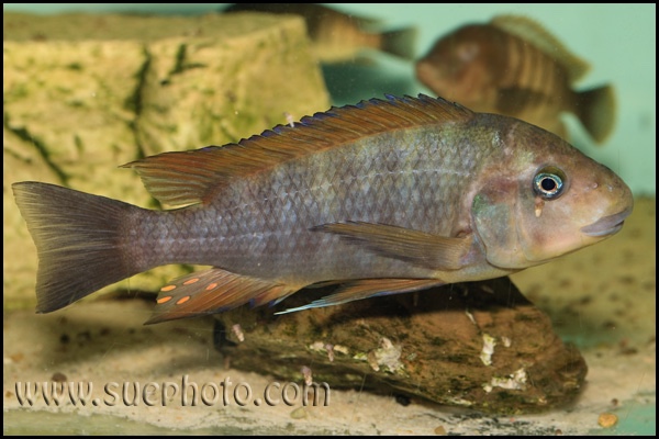 Petrochromis sp. 'kasumbe rainbow' Nkondwe Island